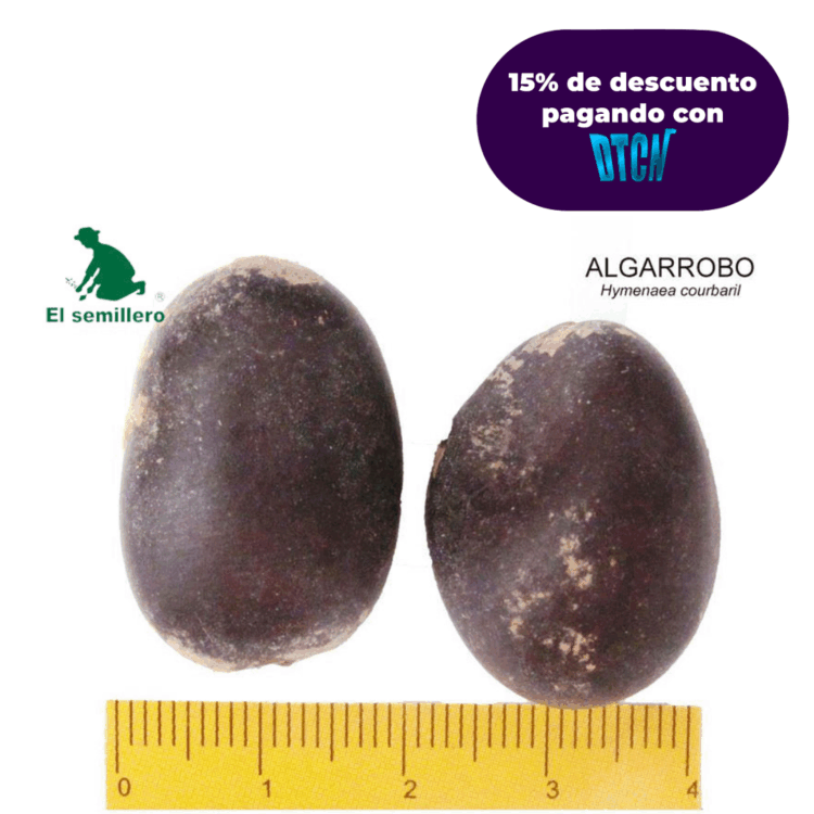 ALGARROBO (SEMILLA)