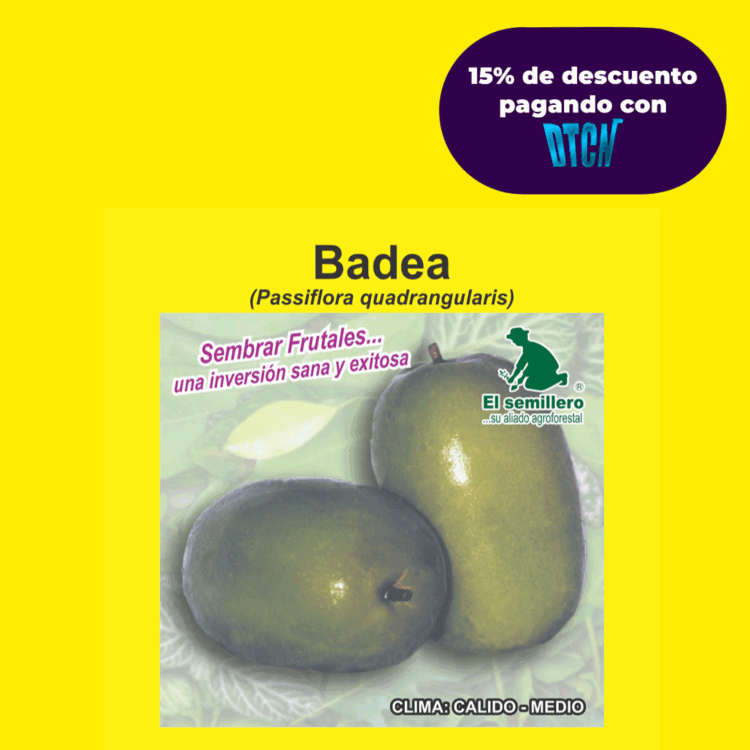 BADEA (SEMILLA)