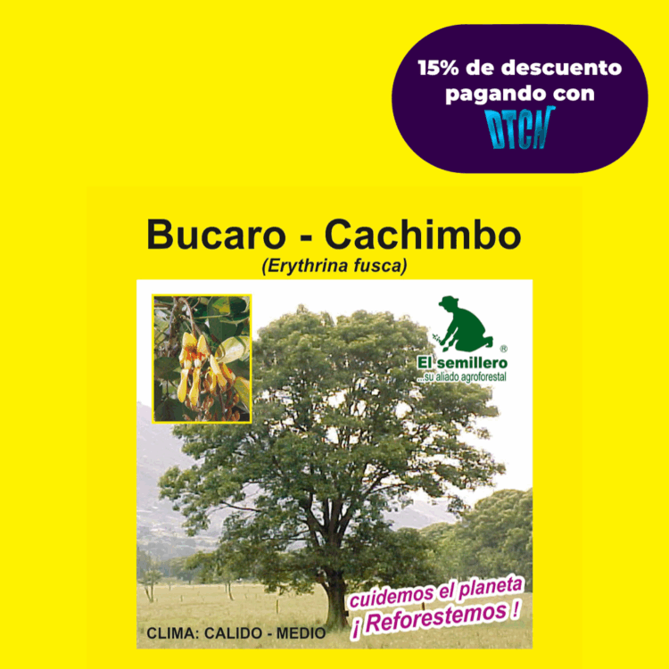 BUCARO - CACHIMBO (SEMILLA)