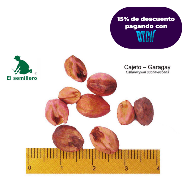 CAJETO - GARAGAY (SEMILLA)