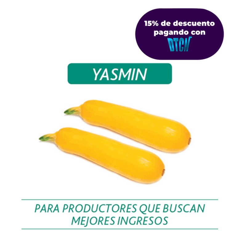 CALABACIN HIBRIDO YASMIN MIL SEMILLAS