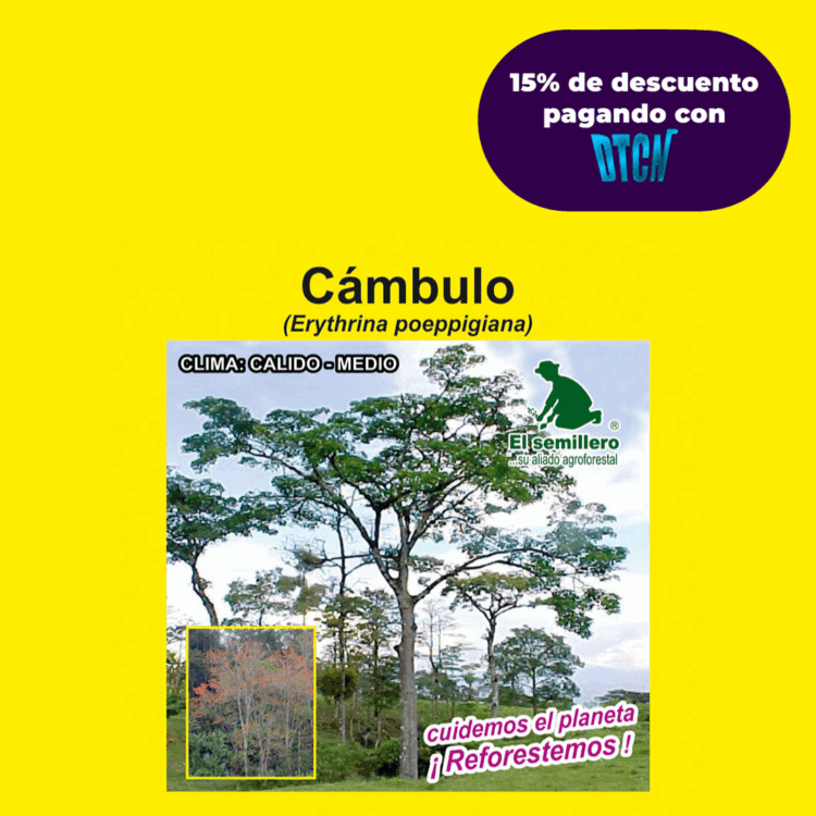 CÁMBULO (SEMILLA)
