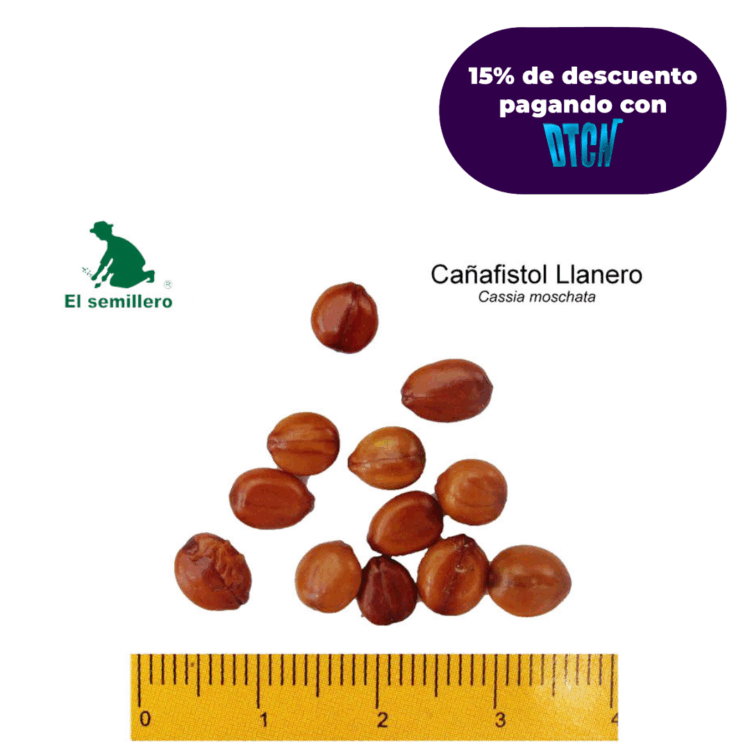 CAÑAFISTOL LLANERO (SEMILLA)