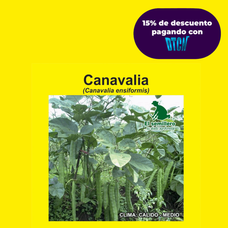 CANAVALIA (SEMILLA)