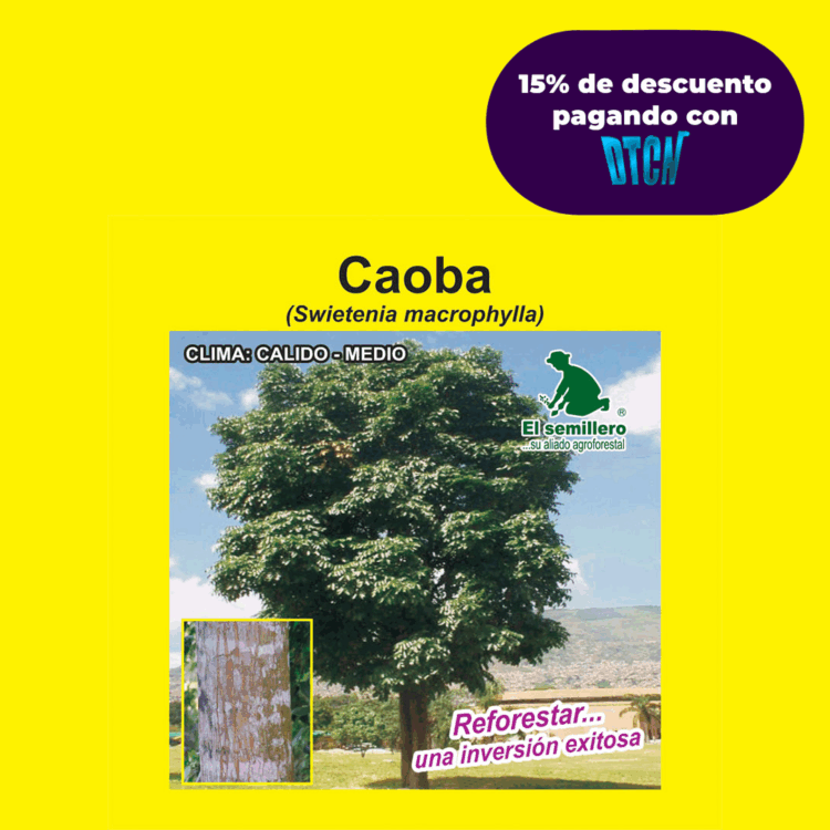 CAOBA (SEMILLA)