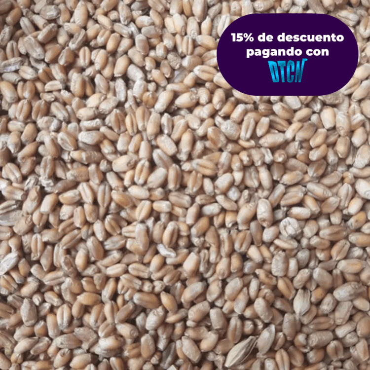 CEBADA FORRAJERA X KG (SEMILLA)