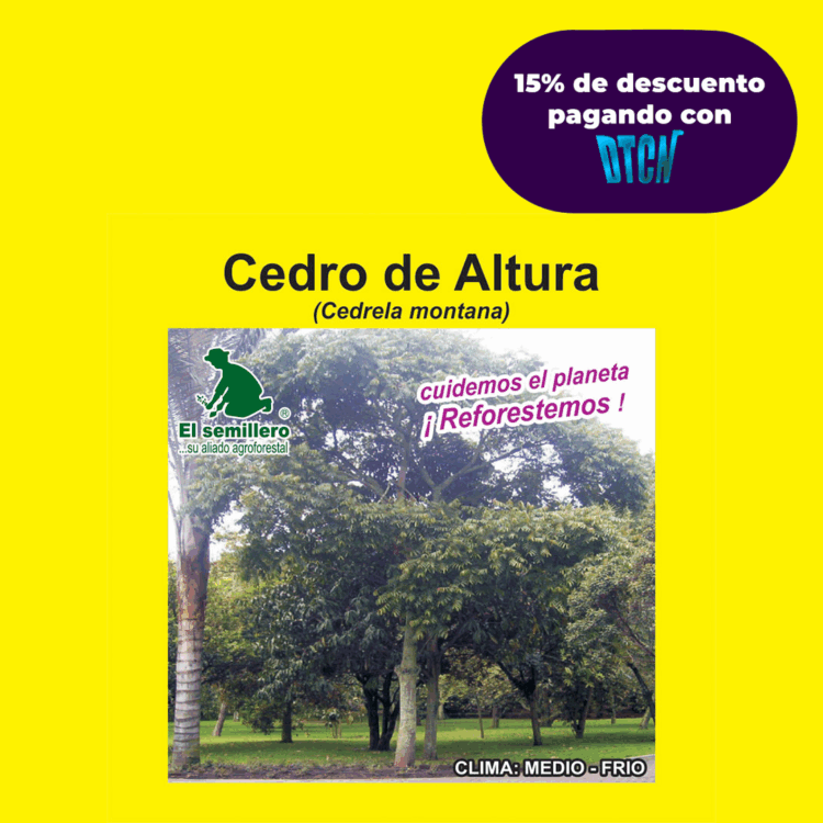 CEDRO DE ALTURA (SEMILLA)