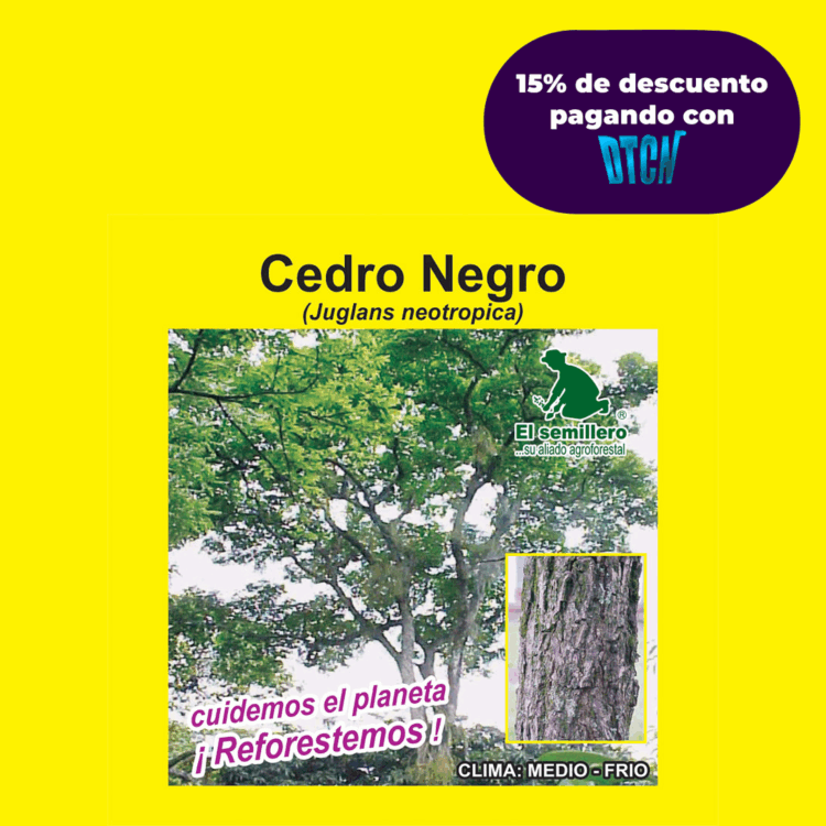 CEDRO NEGRO (SEMILLA)