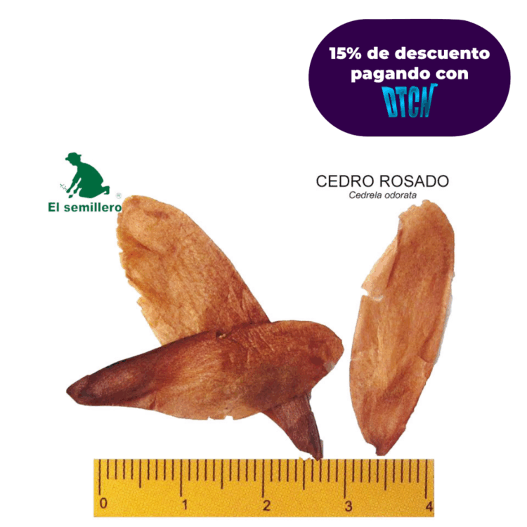 CEDRO ROSADO (SEMILLA)