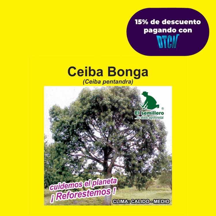 CEIBA BONGA (SEMILLA)