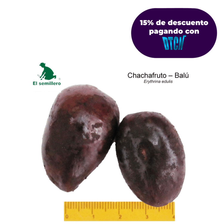 CHACHAFRUTO - BALU (SEMILLA)