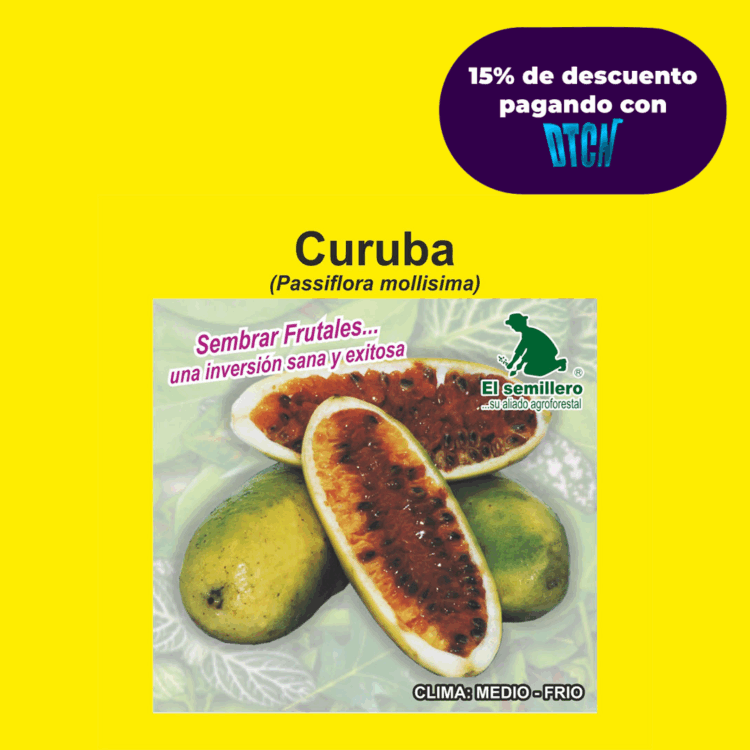 CURUBA (SEMILLA)