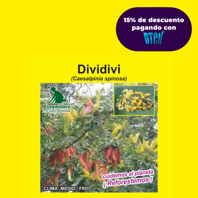 DIVIDIVI (SEMILLA)