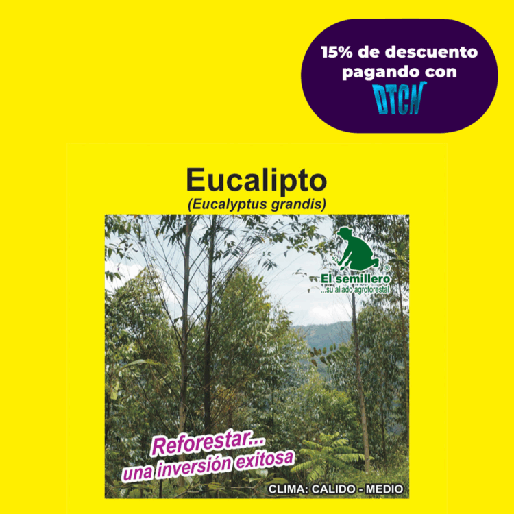 EUCALIPTO GRANDIS (SEMILLA)