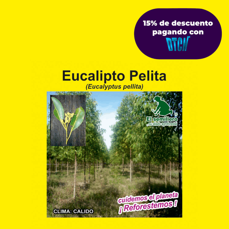 EUCALIPTO PELLITA (SEMILLA)