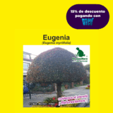 EUGENIA (SEMILLA)