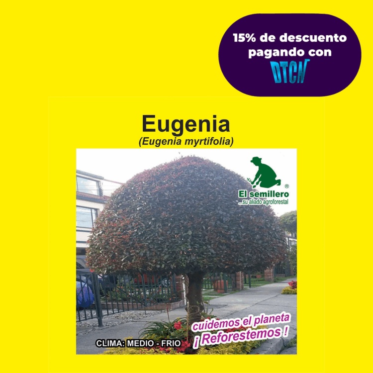 EUGENIA (SEMILLA)