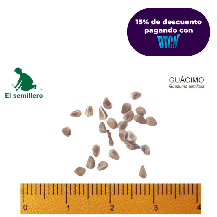 GUÁCIMO (SEMILLA)