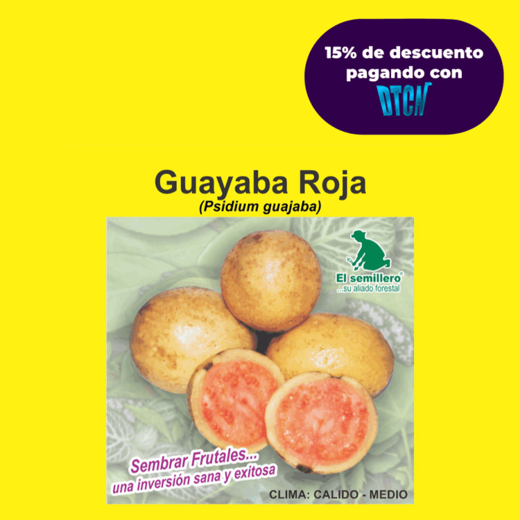 GUAYABA ROJA (SEMILLA)