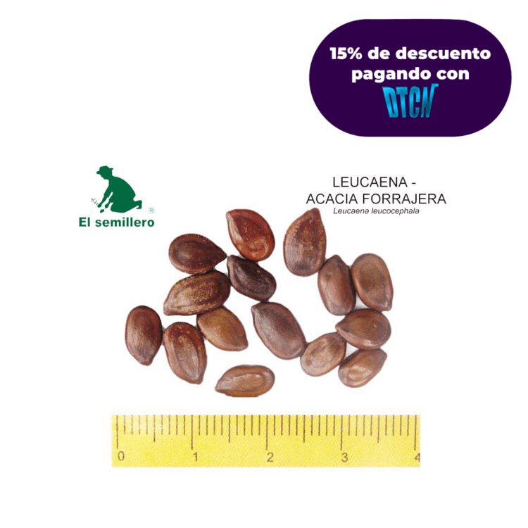 LEUCAENA A. FORRAJERA (SEMILLA)