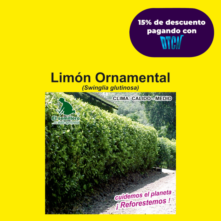 LIMÓN ORNAMENTAL SWINGLIA (SEMILLA)