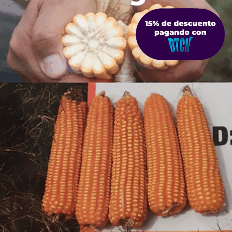 MAIZ ATL 200 x KG (SEMILLA)