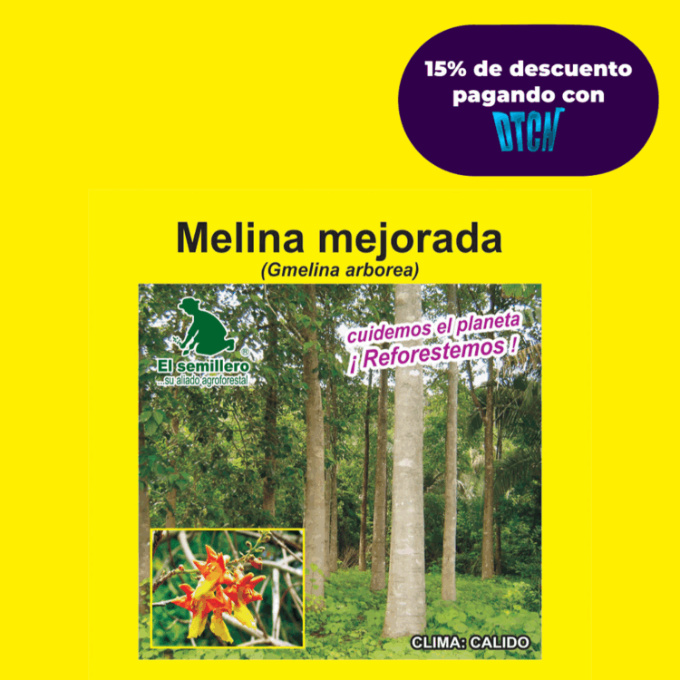 MELINA HUERTO SEMILLERO (SEMILLA)