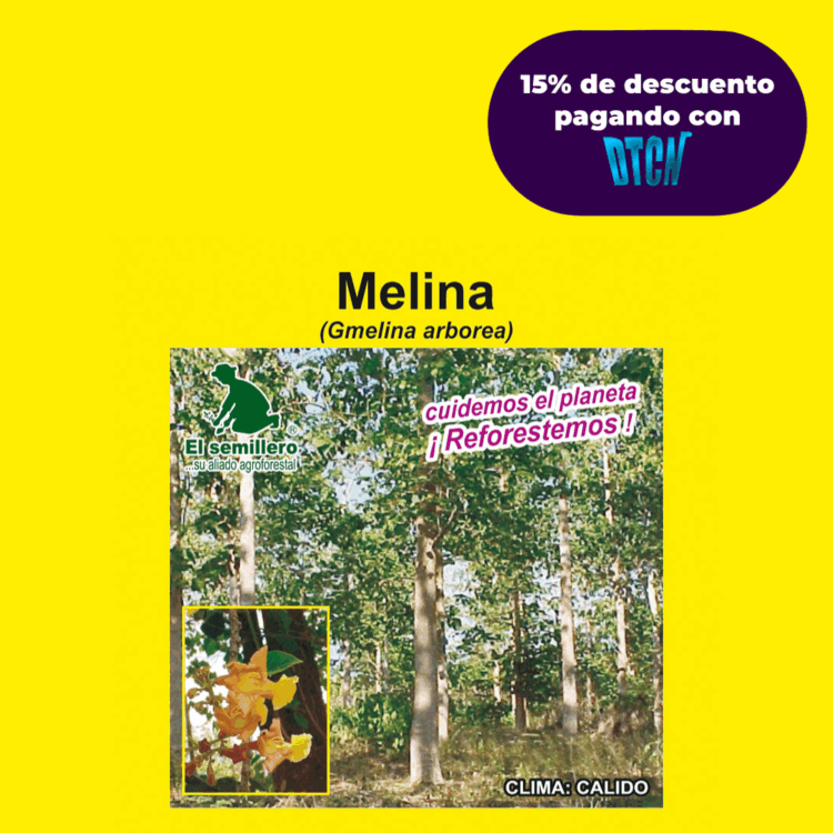 MELINA (SEMILLA)