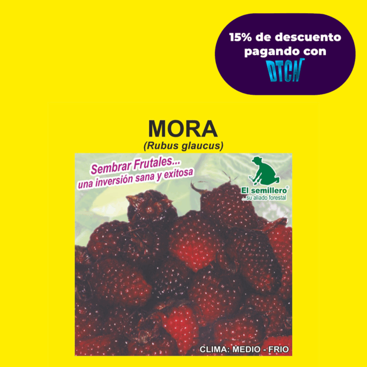 MORA DE CASTILLA (SEMILLA)