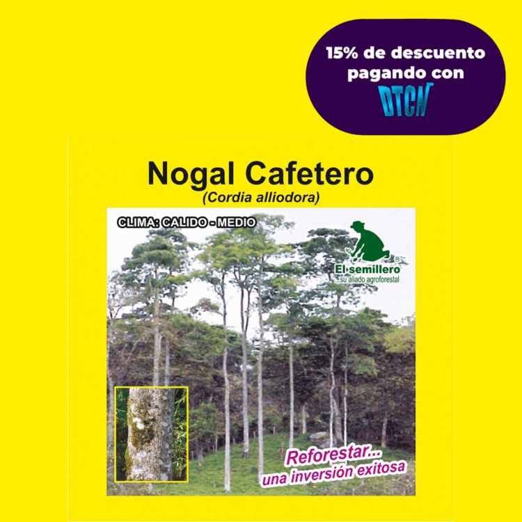 NOGAL CAFETERO (SEMILLA)