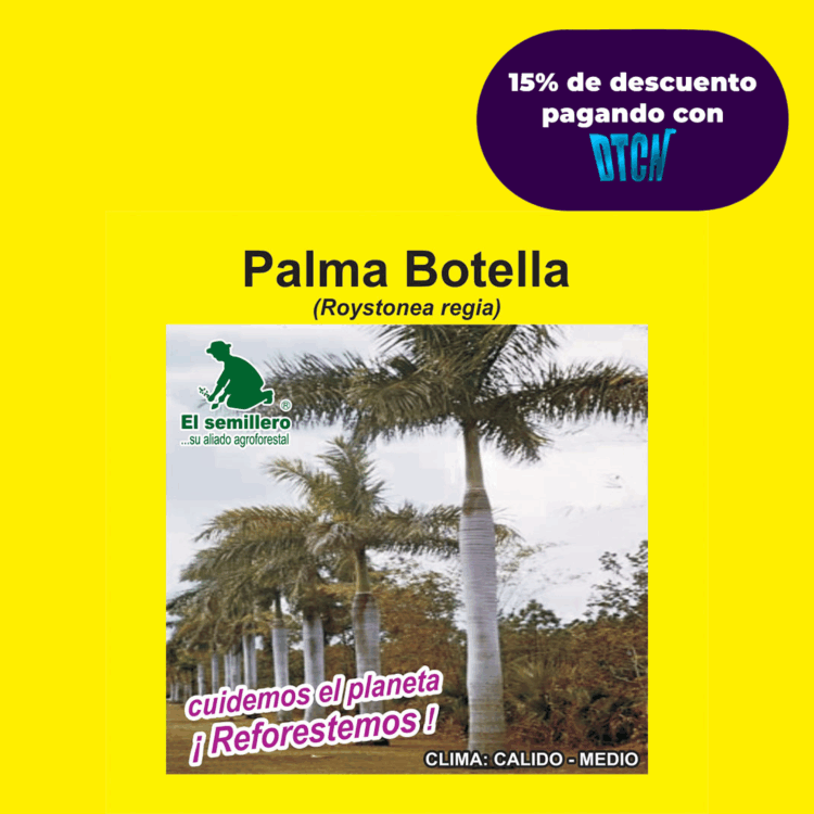 PALMA BOTELLA (SEMILLA)