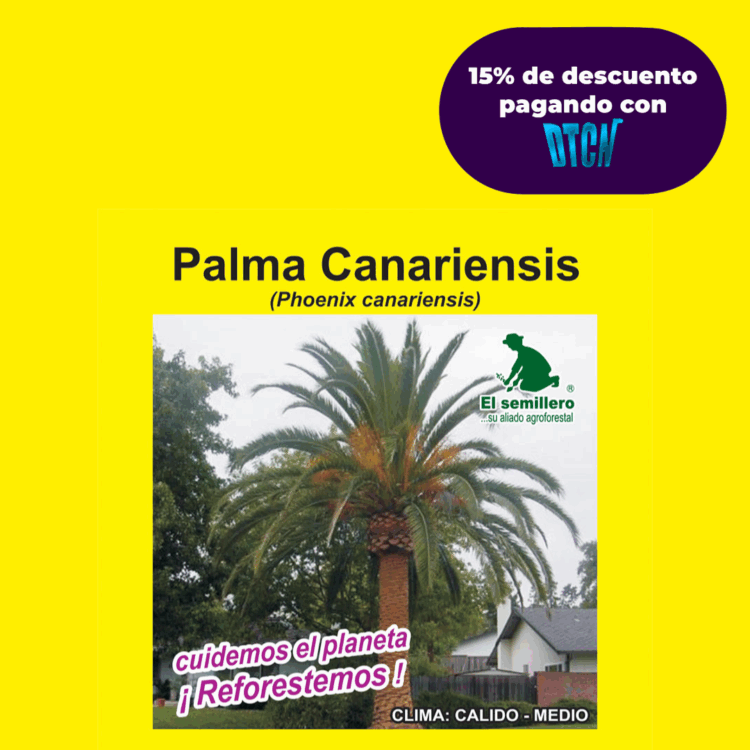 PALMA CANARIENSIS (SEMILLA)