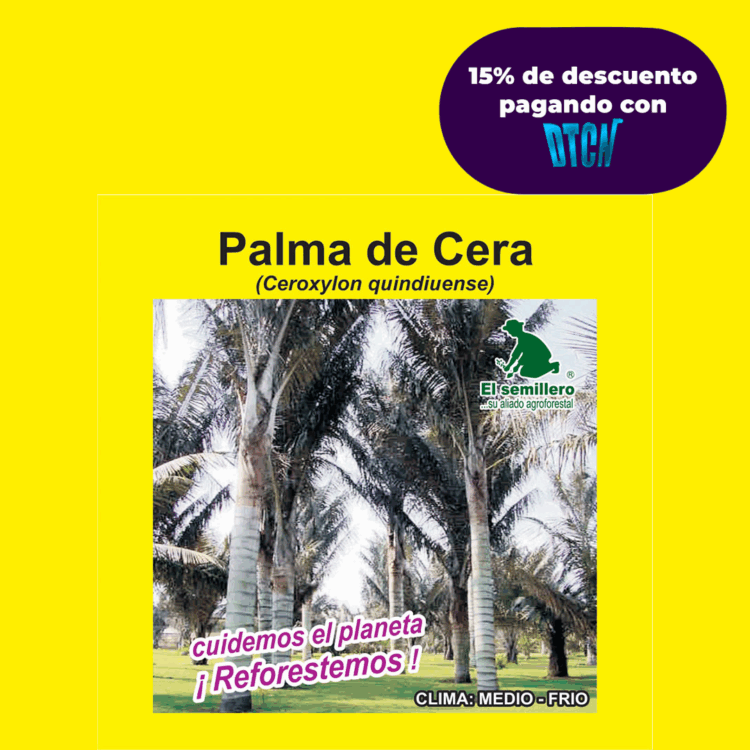 PALMA DE CERA (SEMILLA)