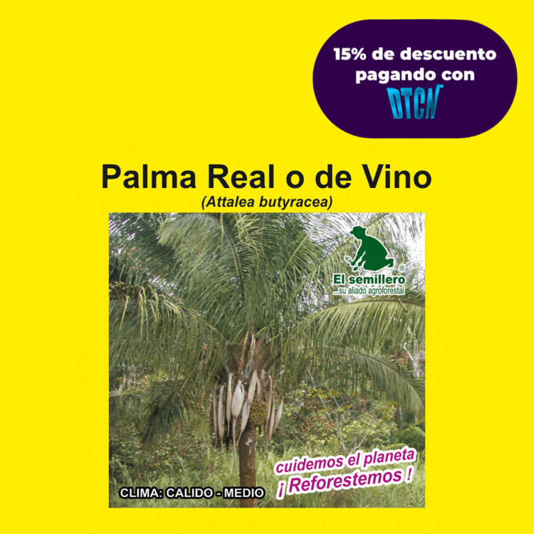 PALMA REAL O DE VINO (SEMILLA)