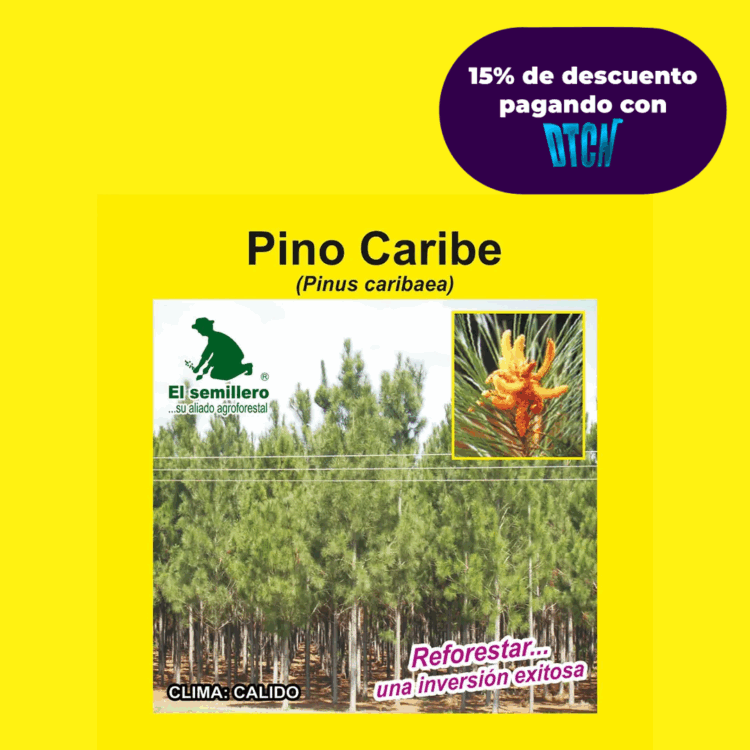 PINO CARIBE (SEMILLA) (copia)