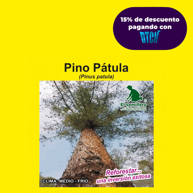 PINO PÁTULA (SEMILLA)
