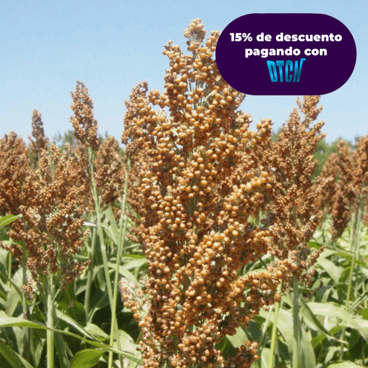 SORGO 9782P FORRAJERO X KG (SEMILLA)