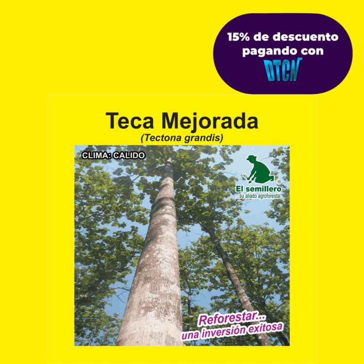 TECA ESCARIFICADA RODAL SEMILLERO (SEMILLA)