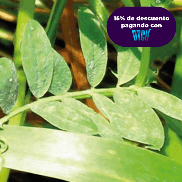 VICIA x KG (SEMILLA)