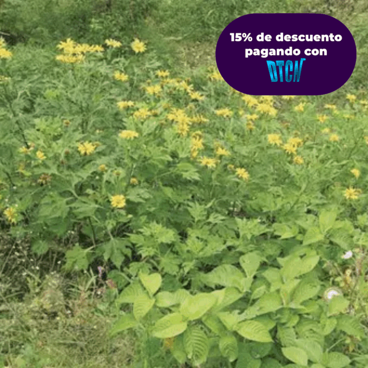 BOTON DE ORO (SEMILLA)